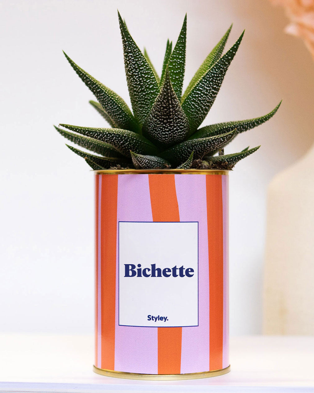 Bichette - pot à rayures - Plante grasse