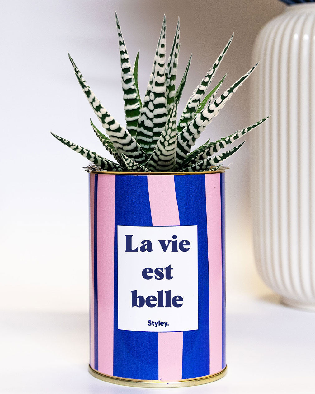 La vie est belle - pot à rayures - Cactus- Plante grasse