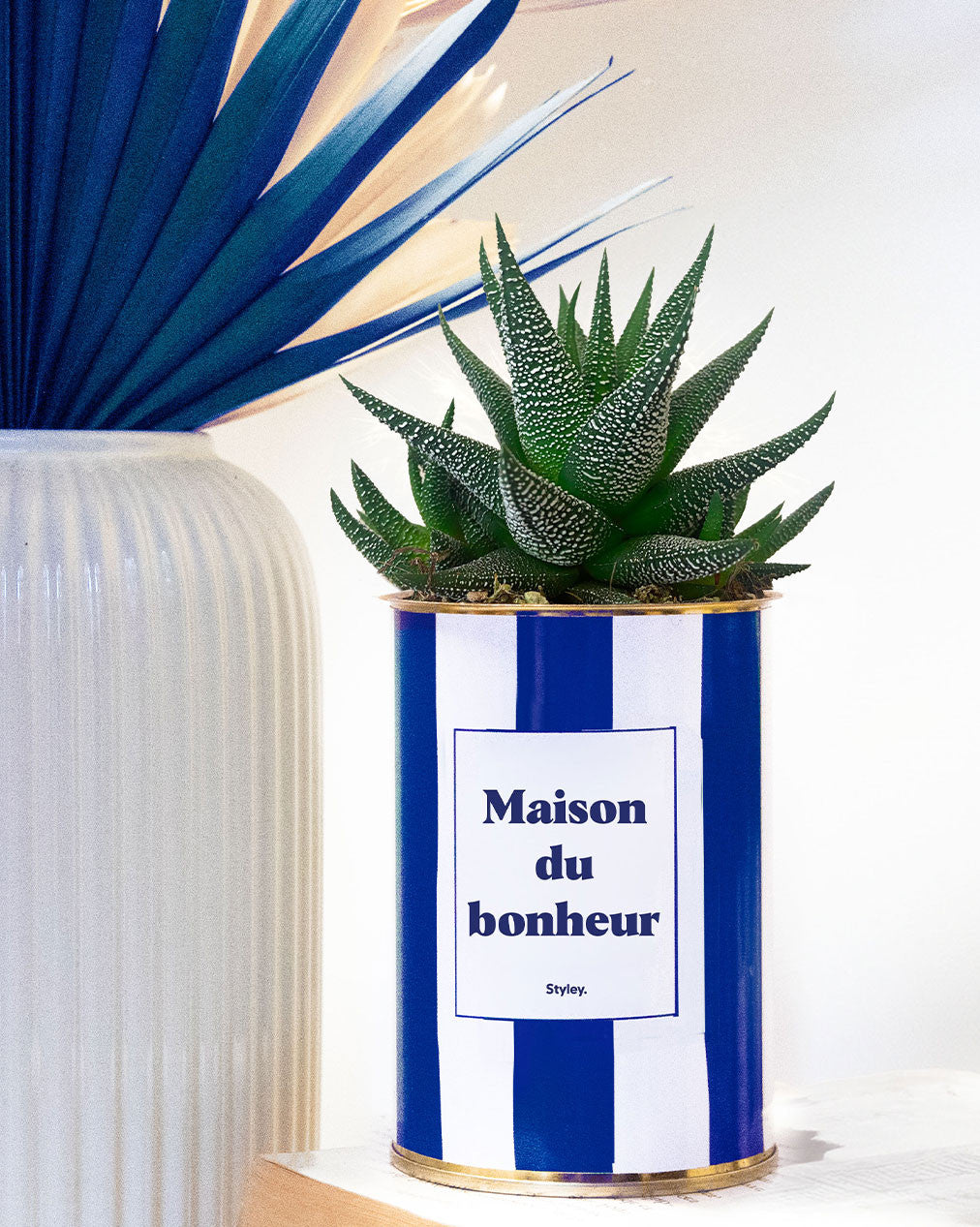 Maison du bonheur - pot à rayures - Plante grasse