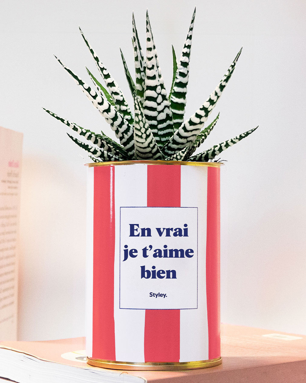 En vrai je t'aime bien - pot à rayures - Plante grasse