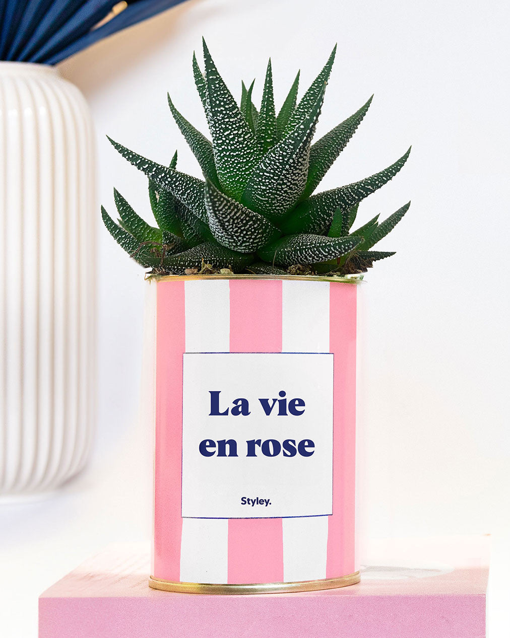 La vie en rose - pot à rayures - Plante grasse
