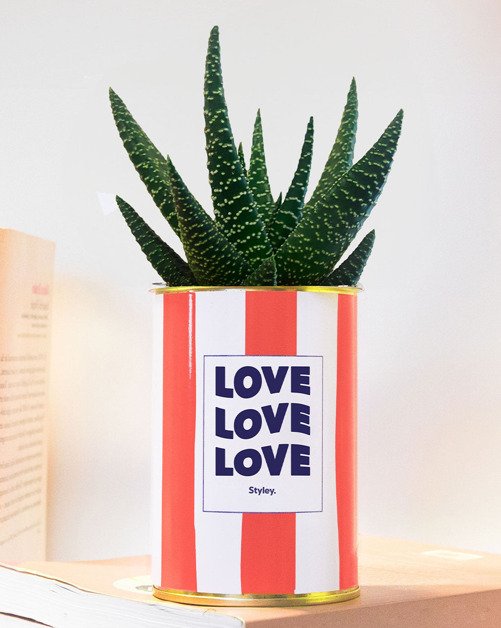 Love Love Love - pot à rayures - Plante grasse