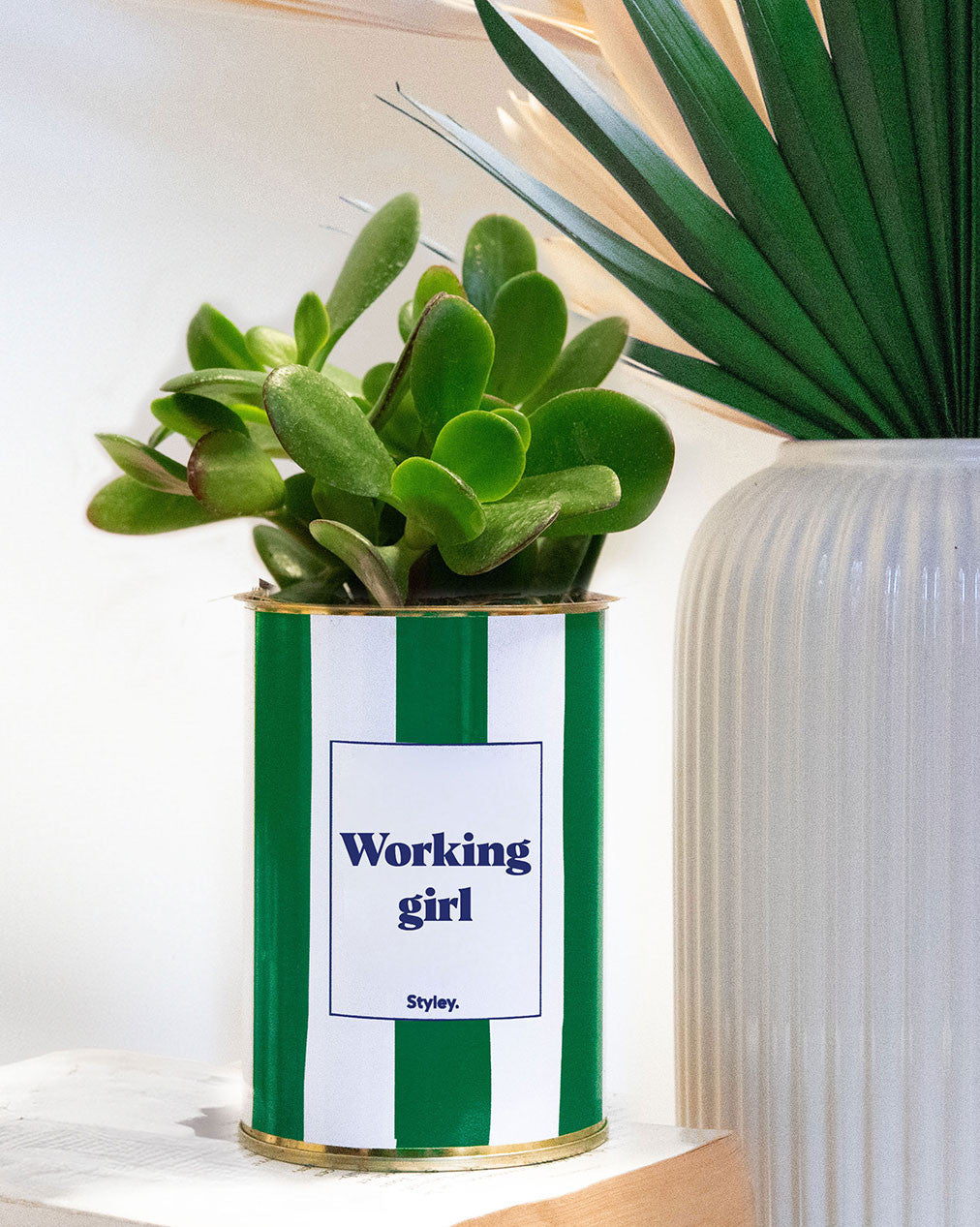Working Girl - pot à rayures - Plante grasse