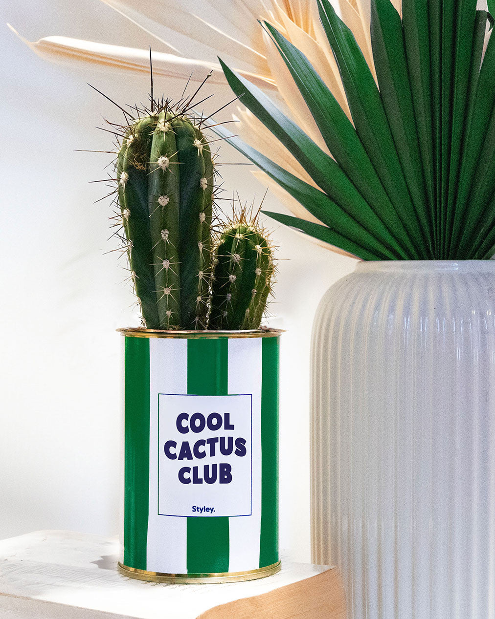Cool Cactus Club - pot à rayures - Plante grasse