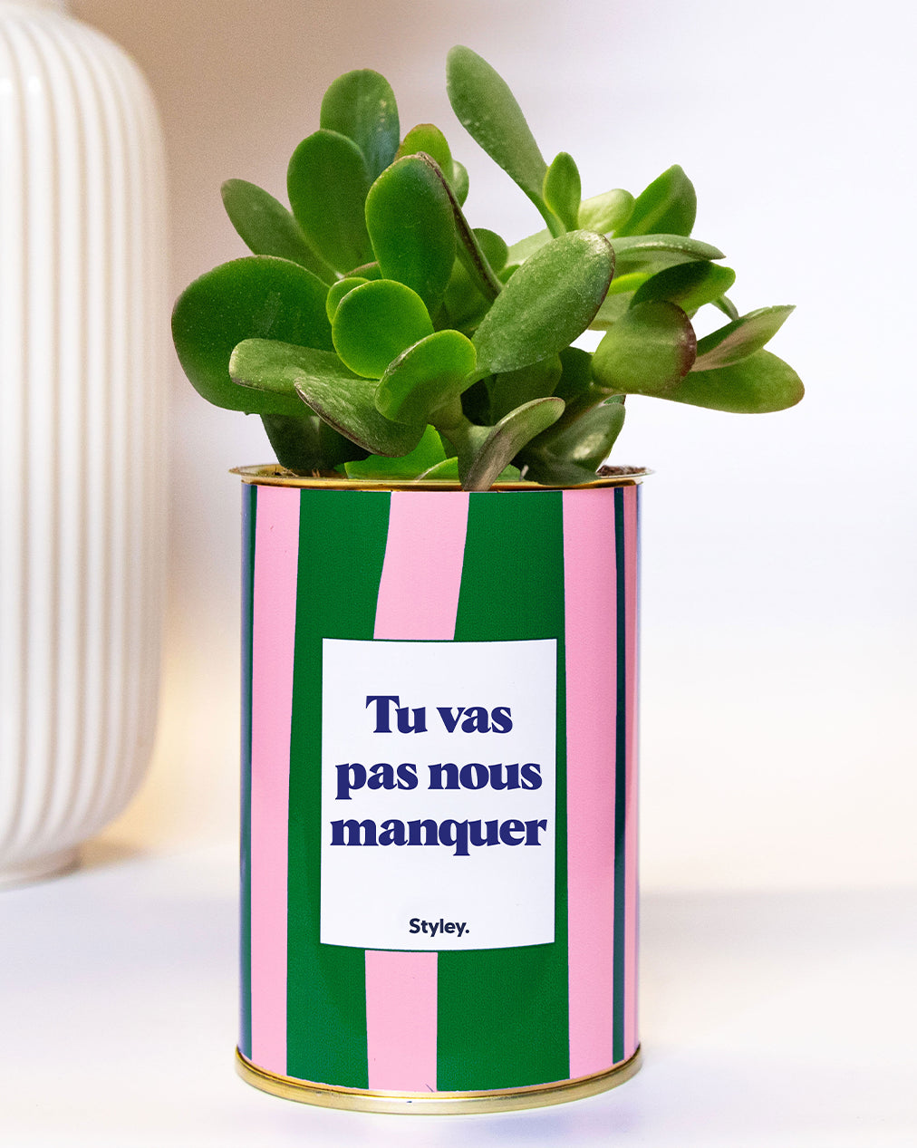 Tu vas pas nous manquer - Plante grasse