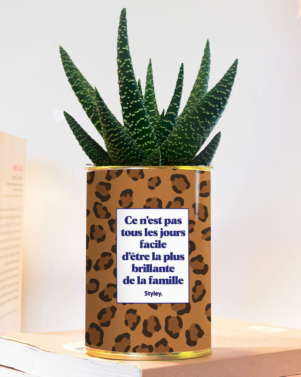 Ce n'est pas tous les jours facile d'être la plus brillante de la famille - Plante grasse