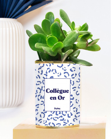 Collègue en or - Plante grasse