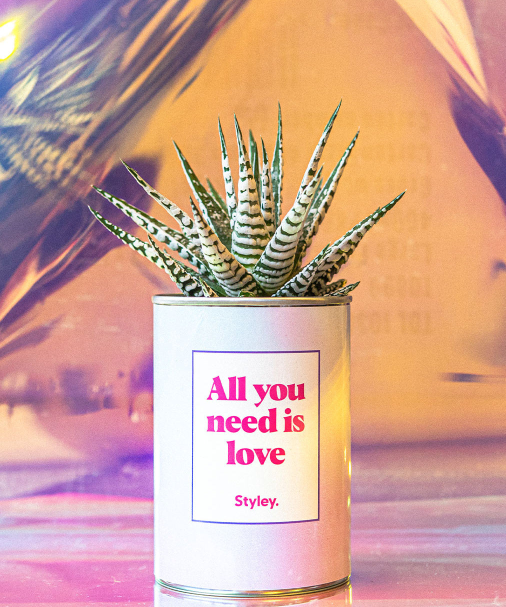 All you need is love - Cactus