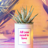 All you need is love - Cactus