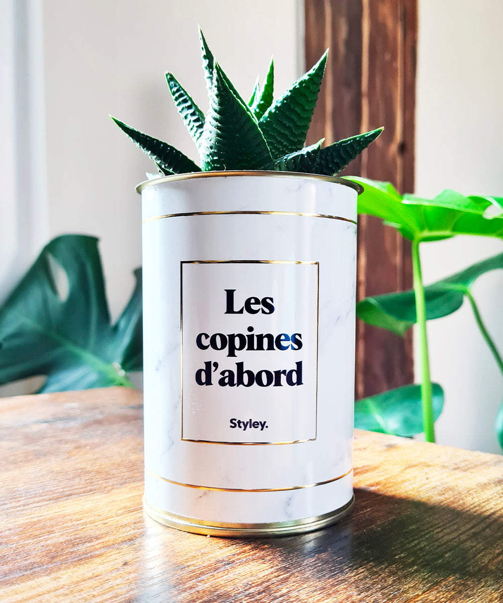 Les copines d'abord - Plante grasse