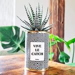 Vive le Catch - Cactus