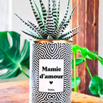 Mamie d'amour - Cactus