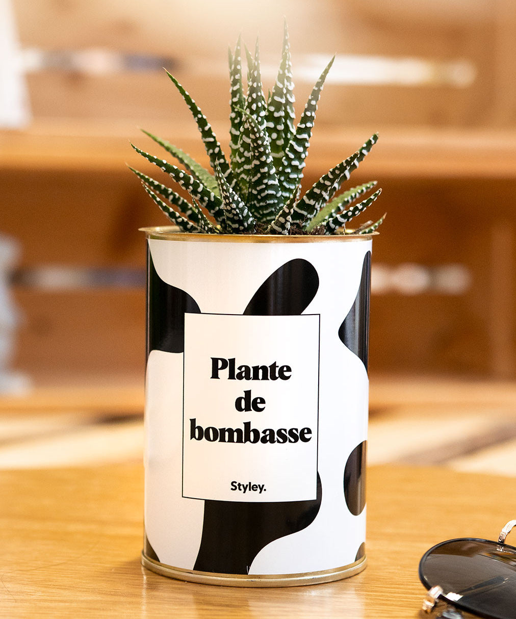 Plante de bombasse - Cactus