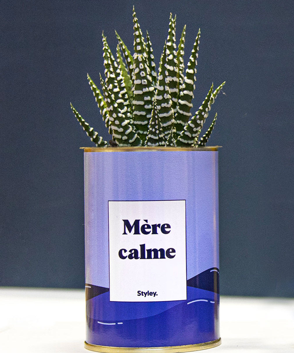 Mère calme - Cactus