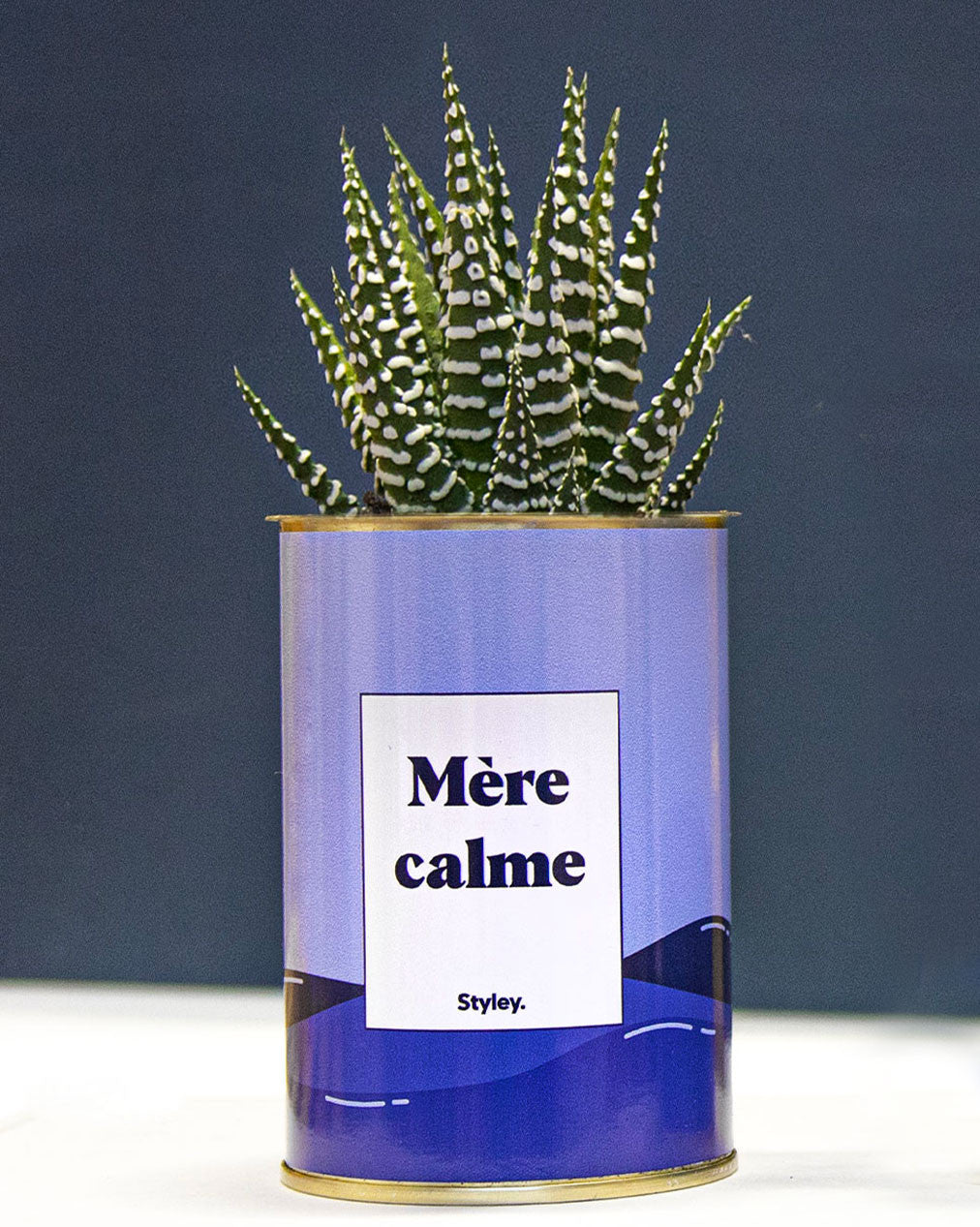 Mère calme - Cactus
