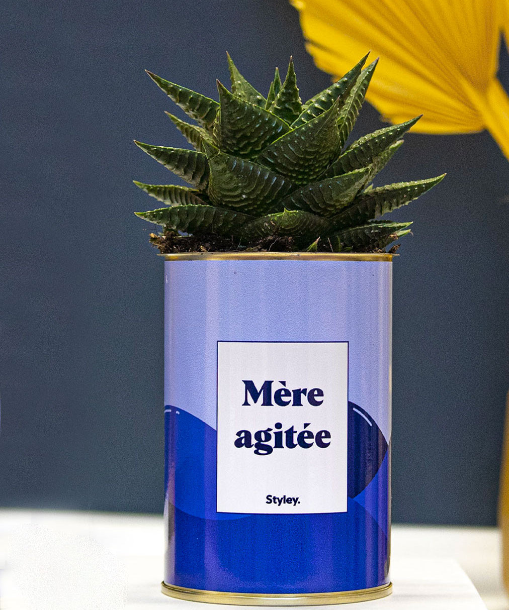 Mère agitée - Cactus