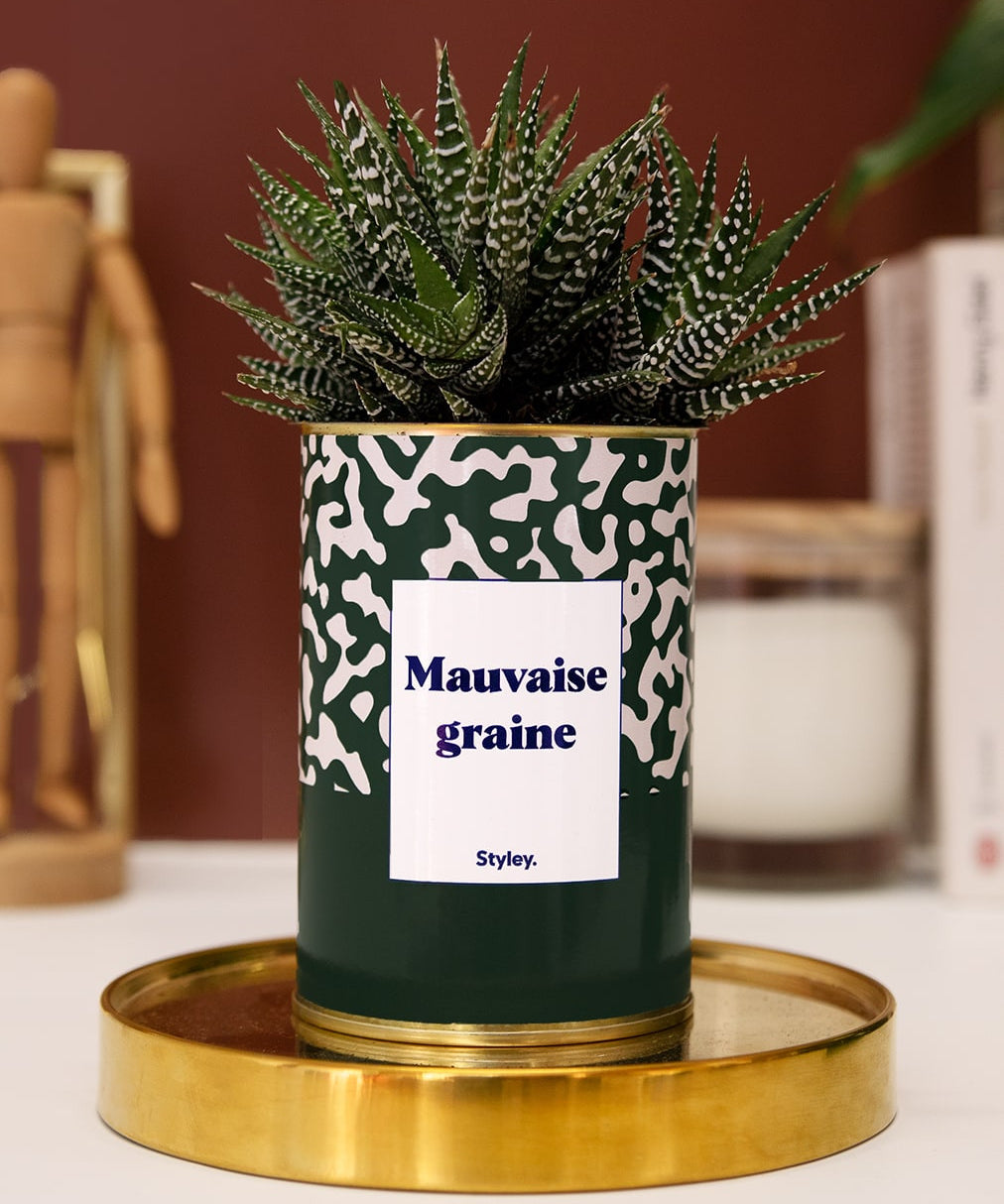Mauvaise Graine - Cactus