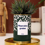 Mauvaise Graine - Cactus