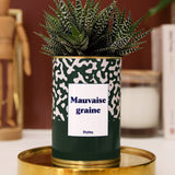 Mauvaise Graine - Cactus