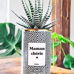 Maman Chérie - Cactus