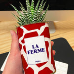 LA FERME - Cactus