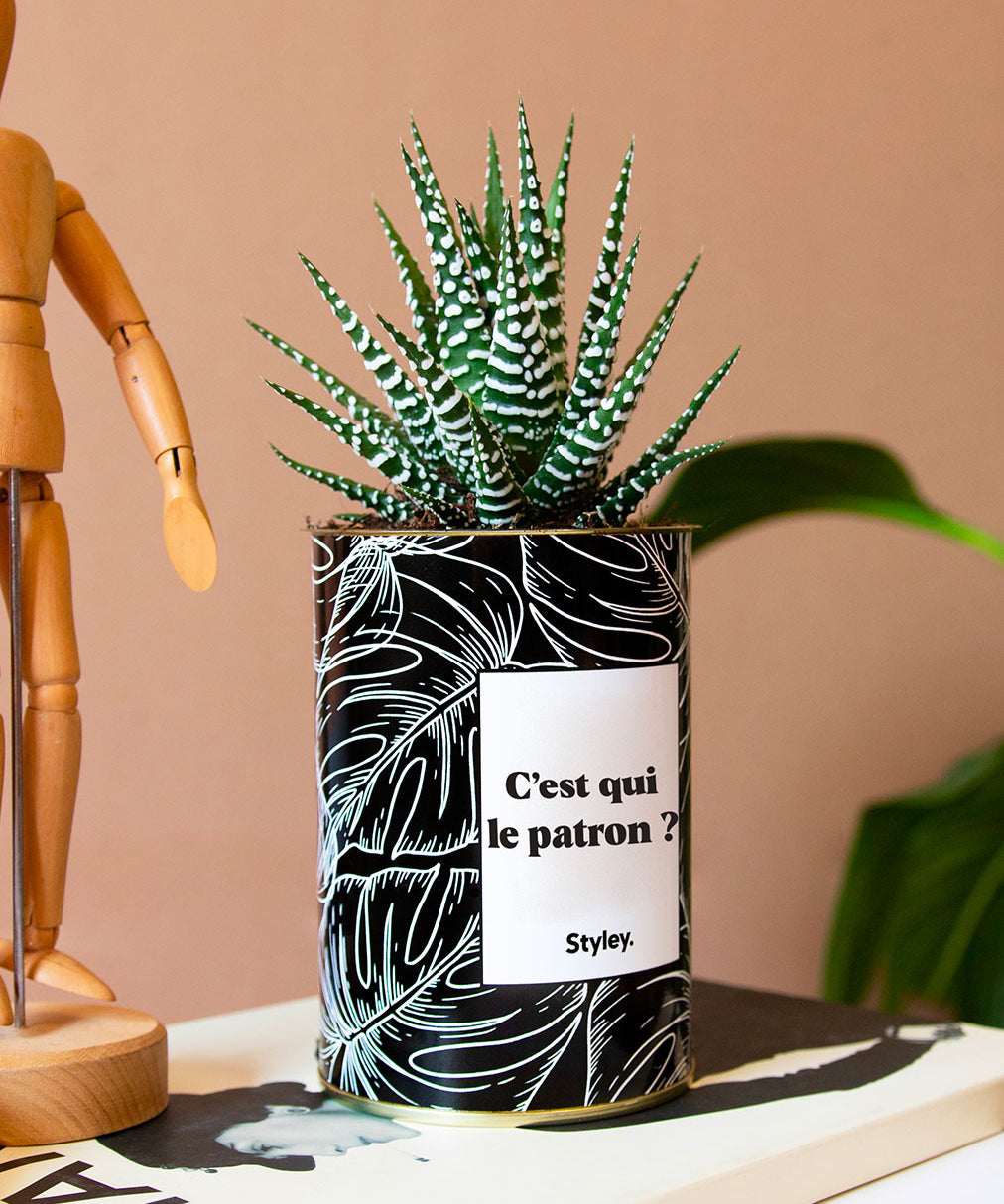 C'est qui le patron ? - Cactus