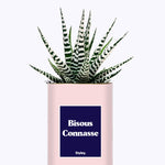 Bisous Connasse - Cactus