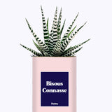 Bisous Connasse - Cactus