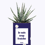 Je suis trop fraîche - Cactus