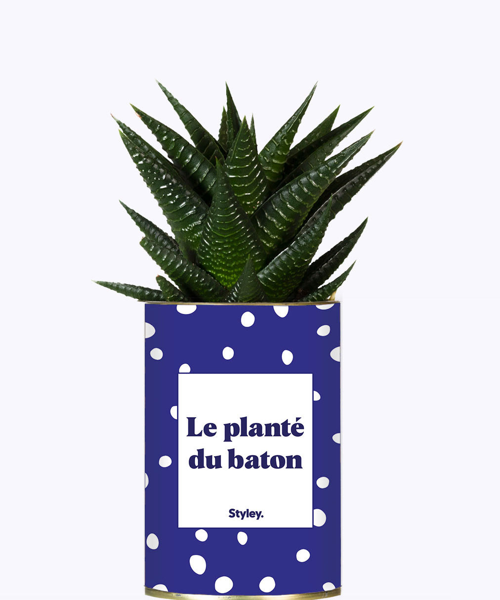 Le planté du baton - Cactus