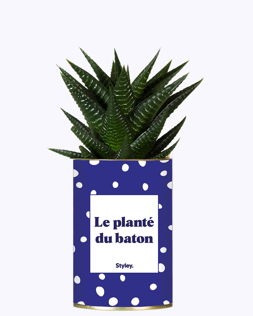 Le planté du baton - Cactus