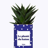 Le planté du baton - Cactus