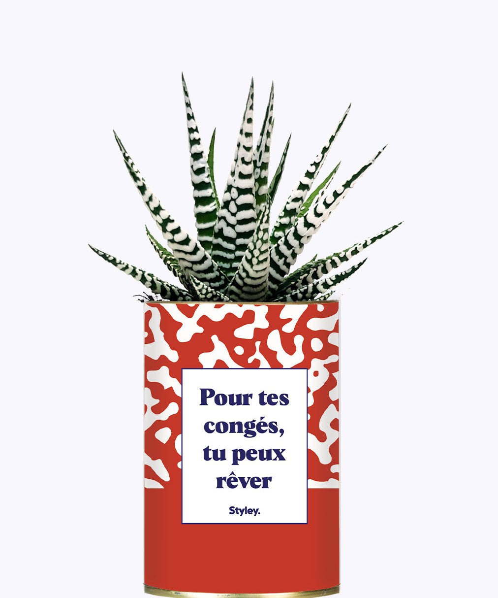 Pour tes congés, tu peux rêver - Cactus