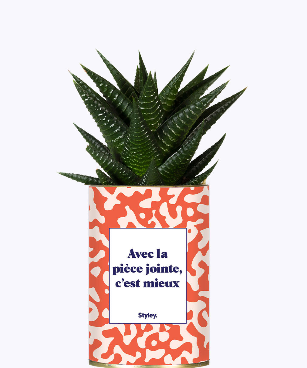 Avec la pièce jointe  - Cactus