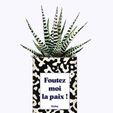 Foutez moi la paix  - Cactus