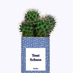 Tout Schuss - Cactus