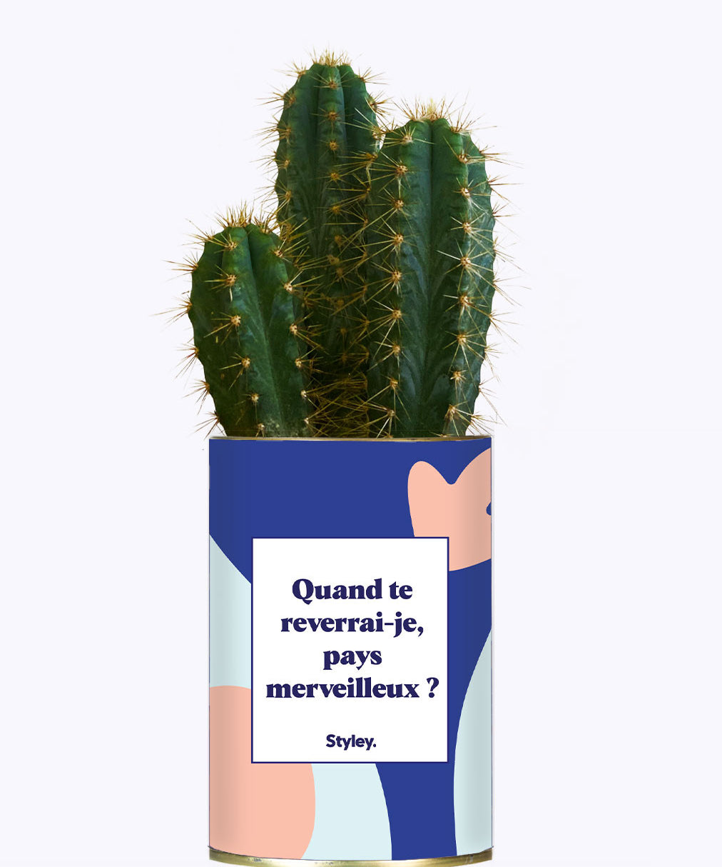 Quand te reverrais-je pays merveilleux ? - Cactus