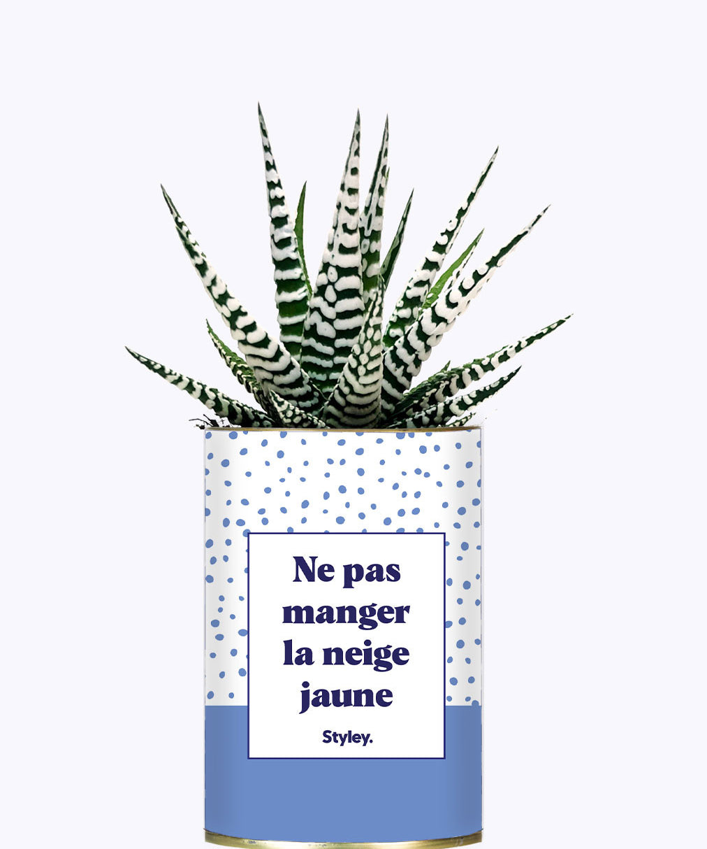 Ne pas manger la neige jaune - Cactus