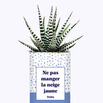Ne pas manger la neige jaune - Cactus