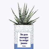Ne pas manger la neige jaune - Cactus