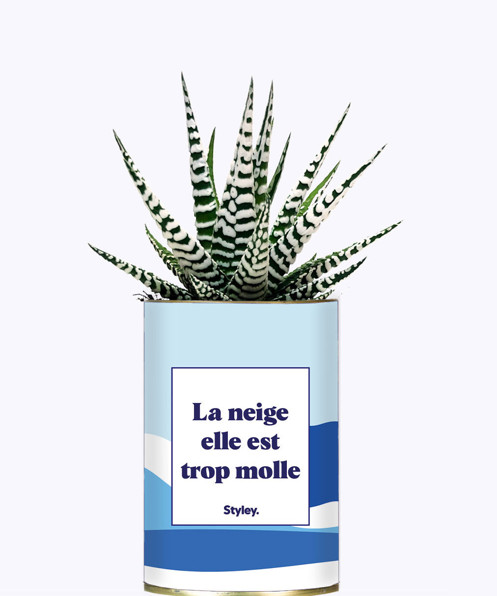 La neige est trop molle - Cactus