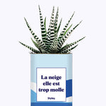 La neige est trop molle - Cactus