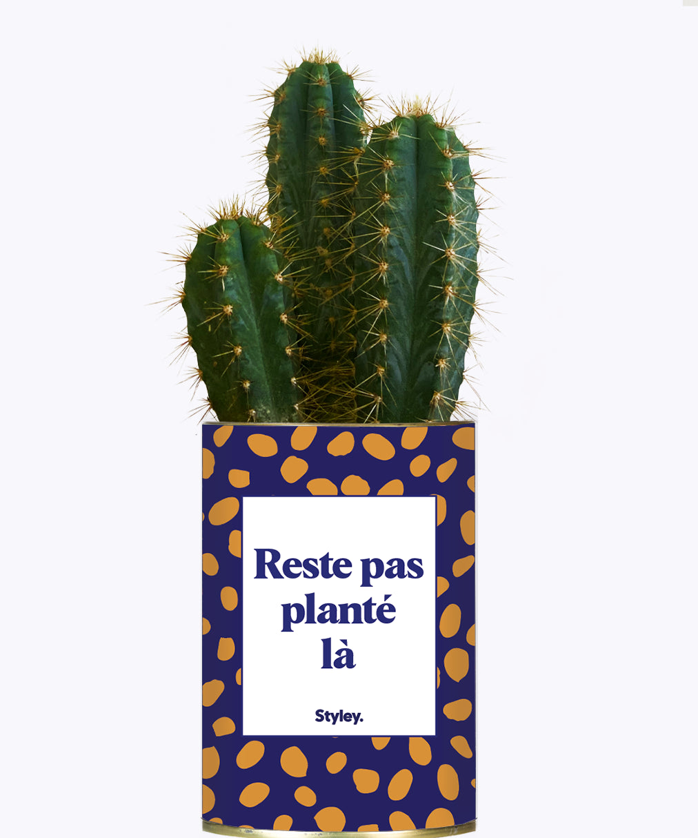 Cactus - Reste pas planté là