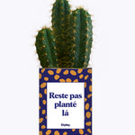 Cactus - Reste pas planté là