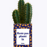 Cactus - Reste pas planté là