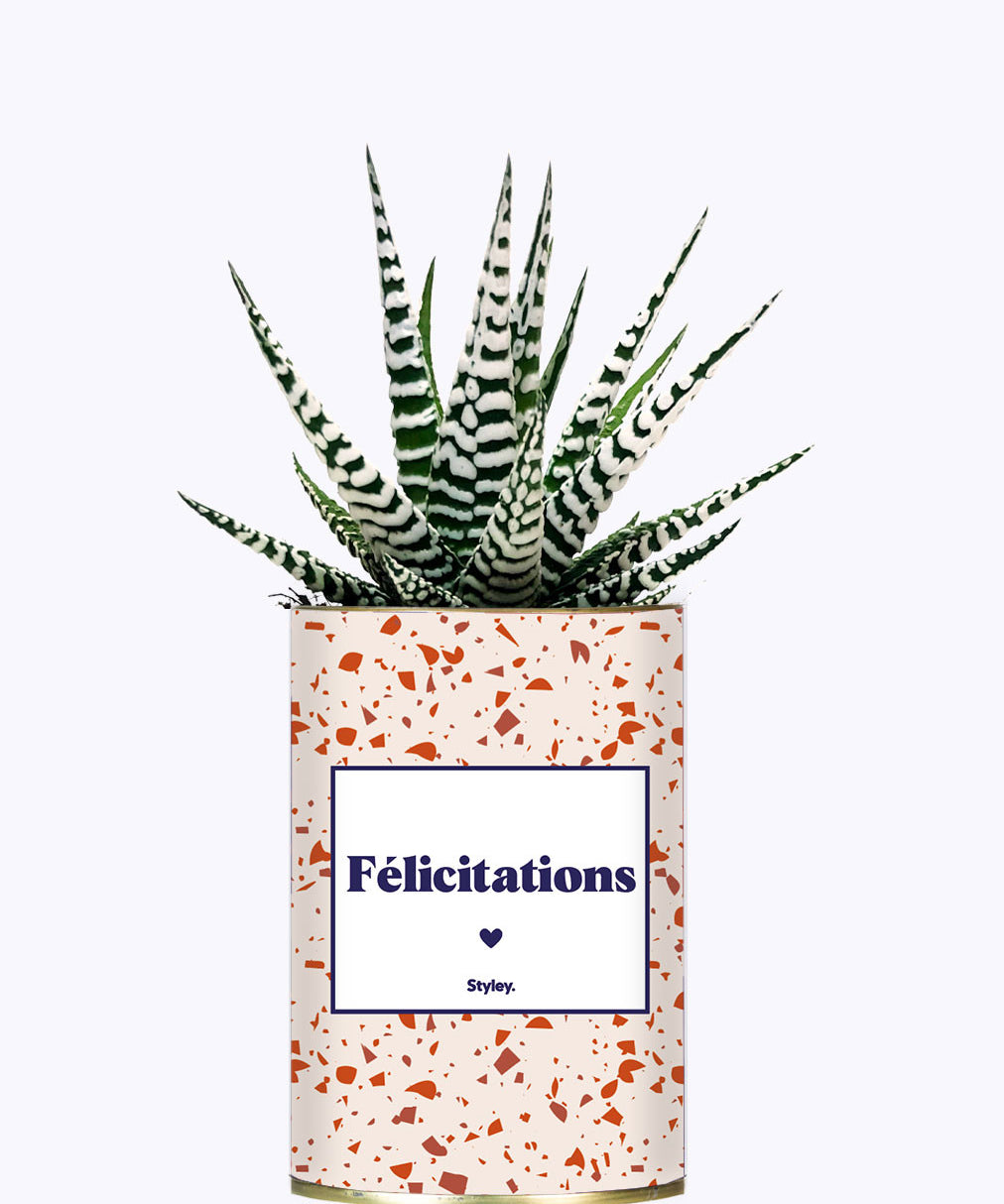 Félicitations - Cactus