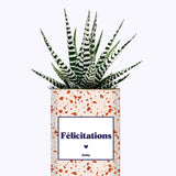 Félicitations - Cactus