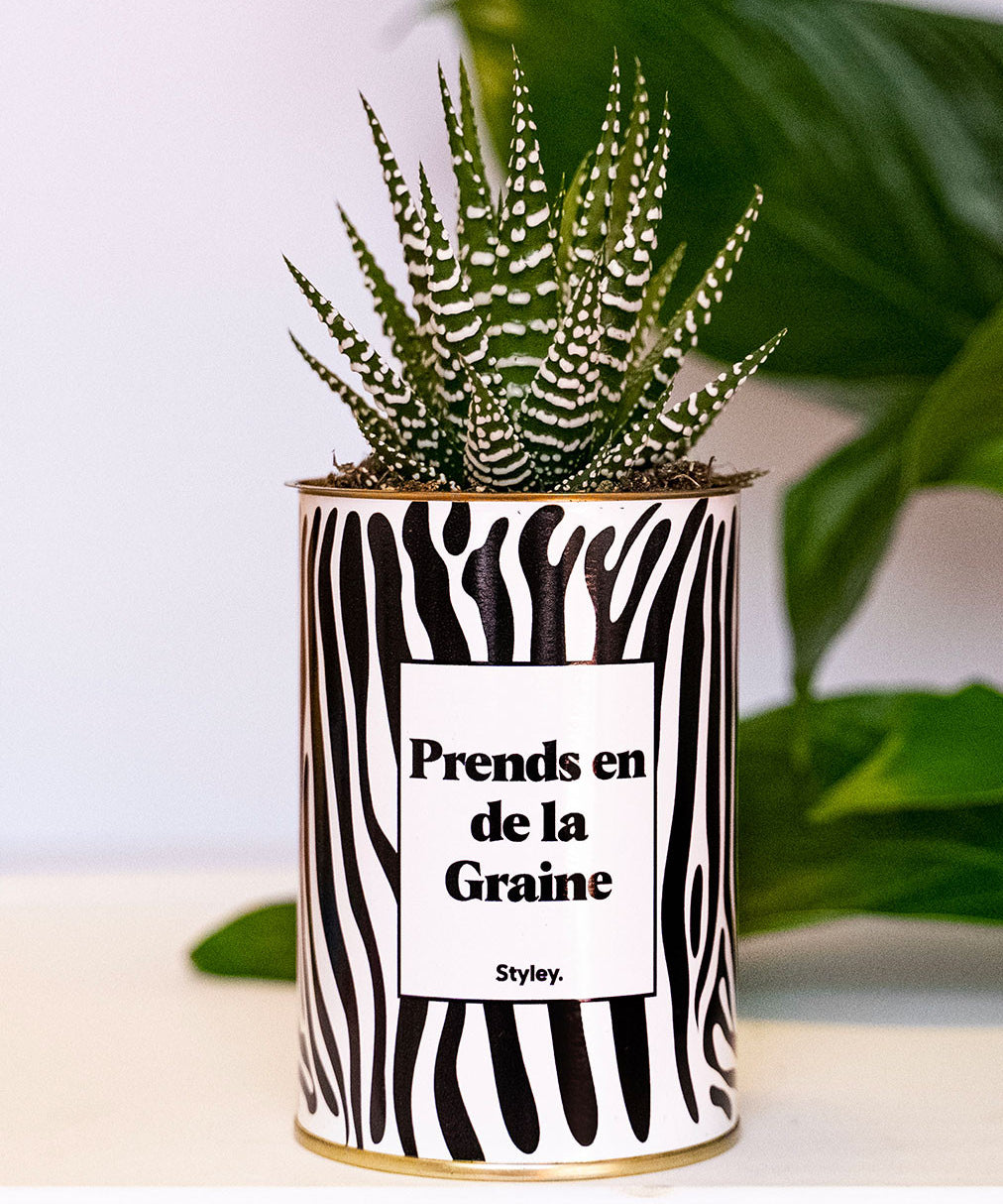 Prends en de la Graine - Cactus