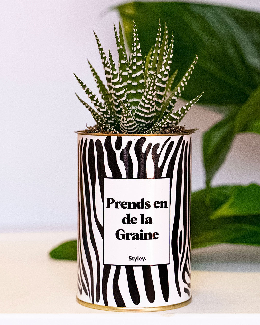 Prends en de la Graine - Cactus