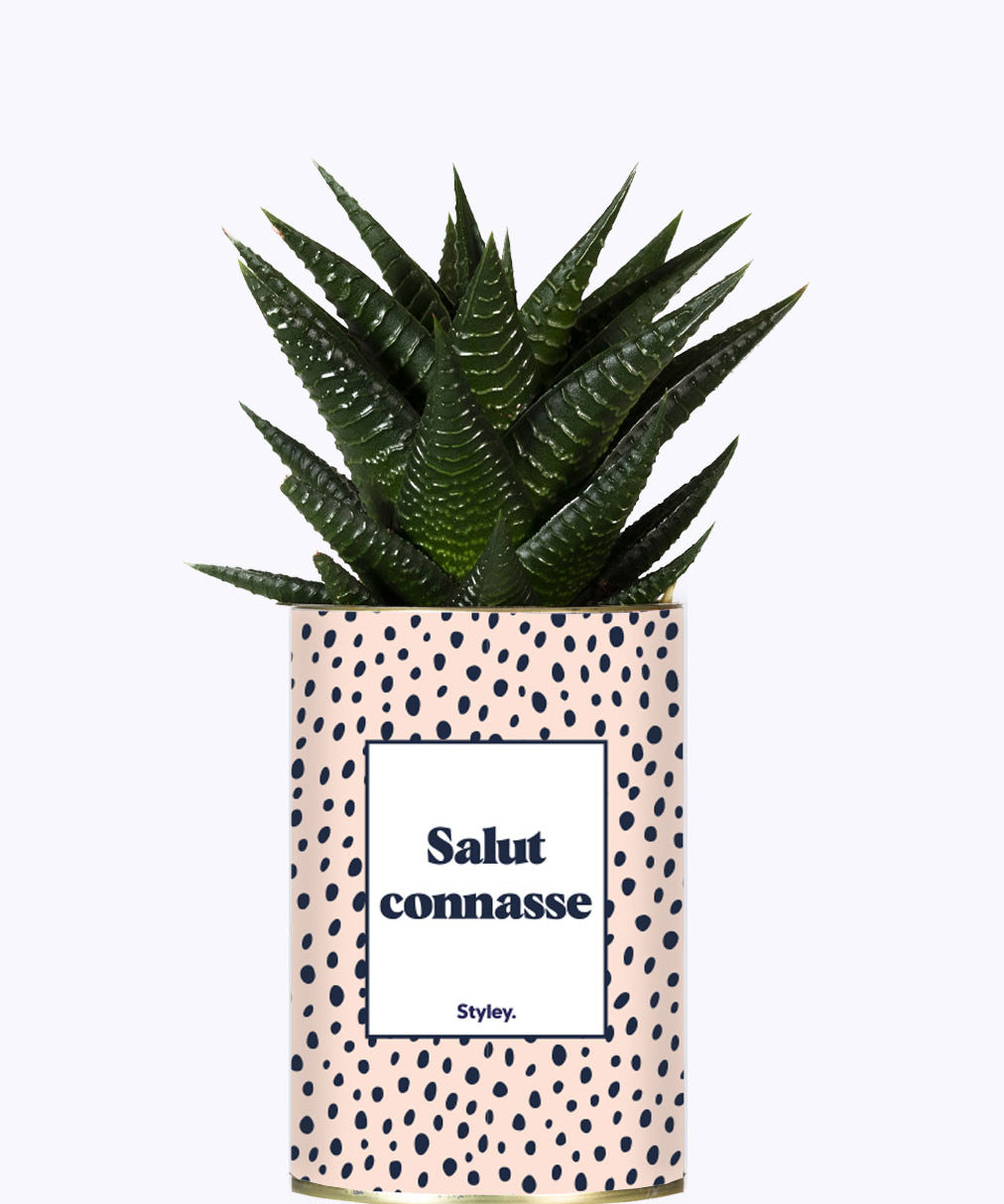 Salut Connasse - Plante grasse